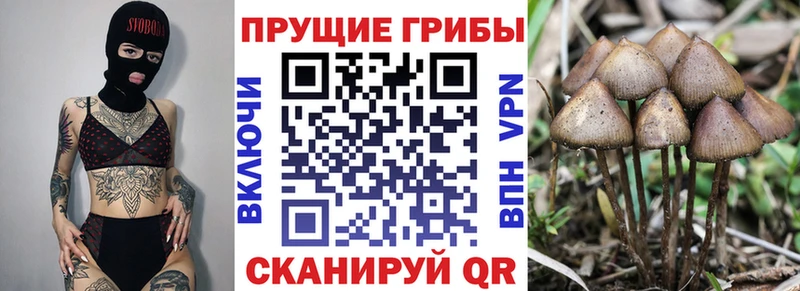 Псилоцибиновые грибы MAGIC MUSHROOMS  купить наркоту  Шахты 